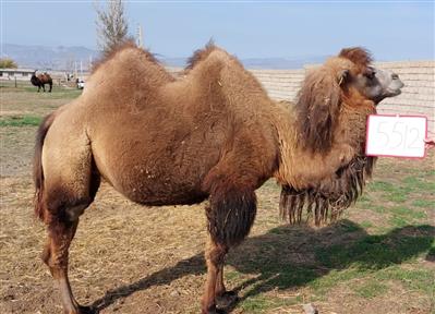 ارزیابی تیپ و ثبت مشخصات شتران دوكوهانه استان اردبیل