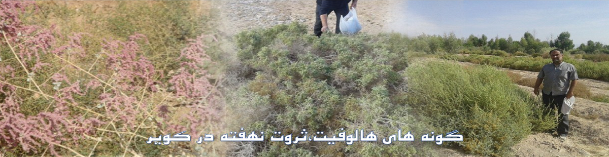 هالوفیت 2.png